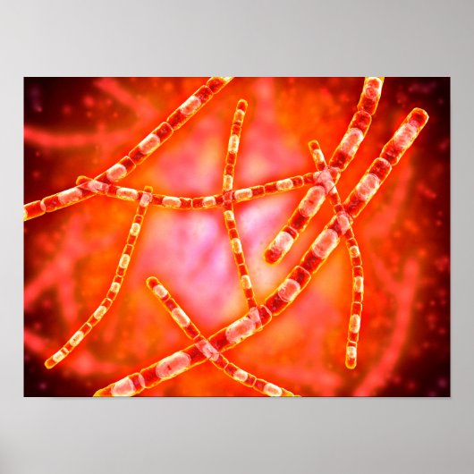 炭疽1の顕微鏡的見解 ポスター (正面)