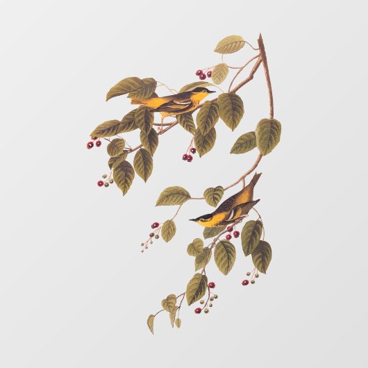 炭酸入りウグイス小鳥 ウィンドウサイン (シート)