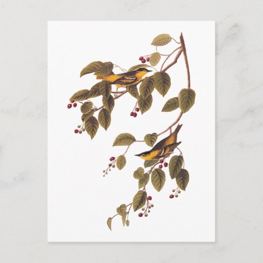 炭酸入りウグイスAudubon鳥はがき ポストカード (正面)