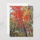 点樹林 ポストカード (正面/裏面)