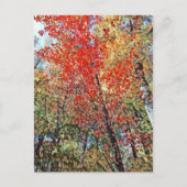 点樹林 ポストカード (正面)