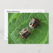 点滴のバグ~ポストカード ポストカード (正面/裏面)