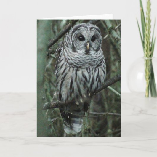 点、フクロウ カード (正面)