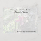 無作為の親切はがき – デイジー ポストカード (裏面)