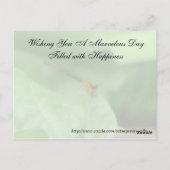 無作為の親切はがき – Damselfly ポストカード (裏面)