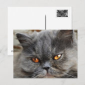 無修正猫葉書 ポストカード (正面/裏面)