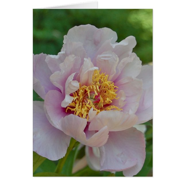 無名および香りがよい (正面)