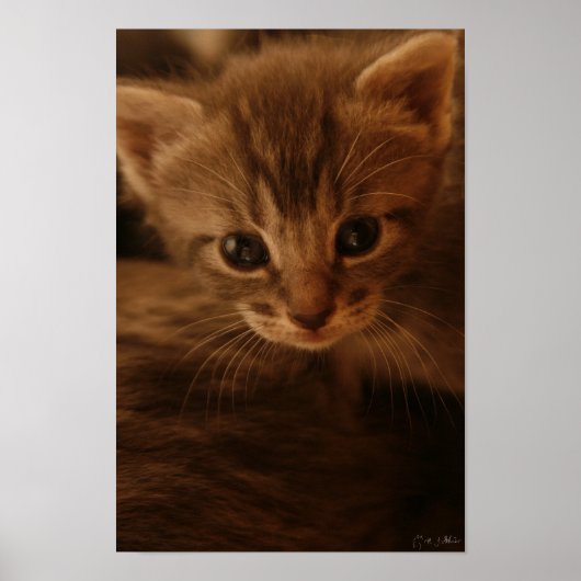 無実のポスター ポスター (正面)