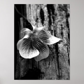 無実の年齢 ポスター