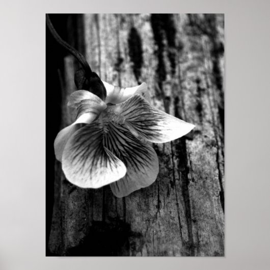 無実の年齢 ポスター (正面)