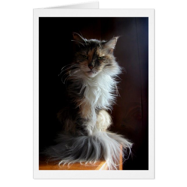 無愛想で、高貴で古い猫 (正面)