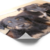 無料の子犬 ポスター (角)