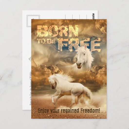 無料生まれでは、野生生物の美しい：ホワイトホース –  ポストカード (正面/裏面)