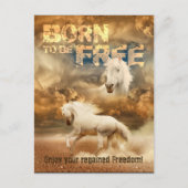 無料生まれでは、野生生物の美しい：ホワイトホース –  ポストカード (正面)