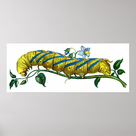 無毛虫 ポスター (正面)