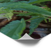 無神経症 ポスター (角)