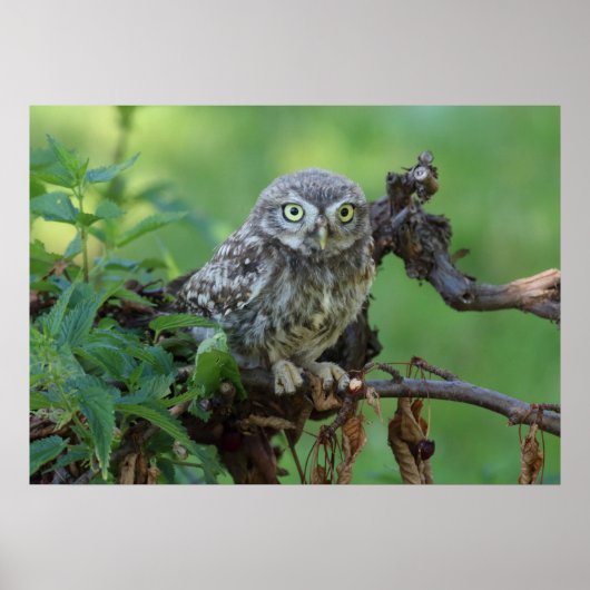 無神経症 ポスター (正面)