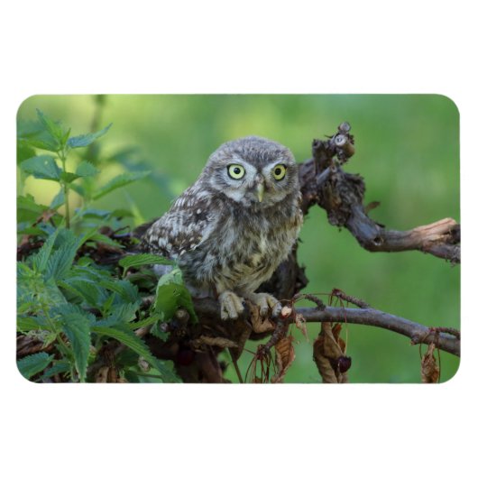 無神経症 マグネット (横)