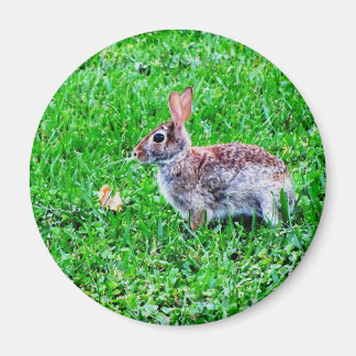 無邪気な目の磁石 マグネット