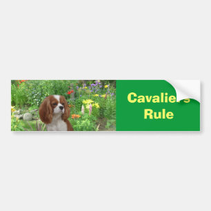 無頓着なチャールズ王スパニエル犬のバンパーステッカー バンパーステッカー