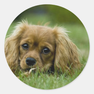 無頓着なチャールズ王スパニエル犬のルビー ラウンドシール