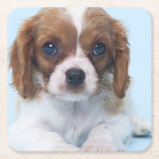 無頓着なチャールズ王スパニエル犬の子犬 スクエアペーパーコースター (正面)