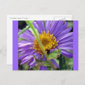 無題のアスター番号1 ポストカード (正面/裏面)