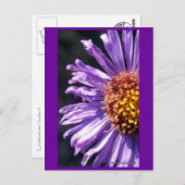 無題のアスター番号4 ポストカード (正面/裏面)