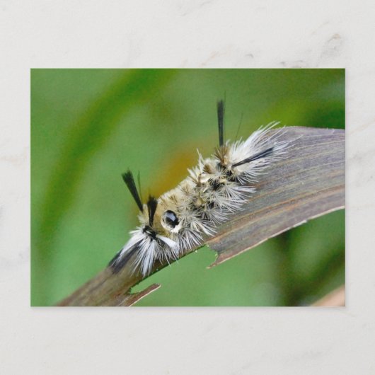 無題はがき ポストカード (正面)