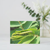 無黄蝶の幼虫のポストカード ポストカード (スタンド正面)