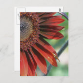 焦げたオレンジヒマワリ花びら自然 ポストカード (正面/裏面)