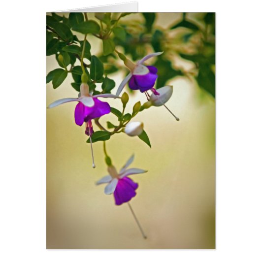 焦点明るい赤紫色の欠如 (正面)