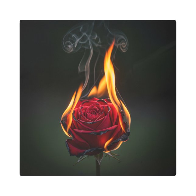 焼けるバラは意味が込められている メタルプリント (正面)