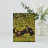 煙たい山々で野生の七面鳥と戦う ポストカード (スタンド正面)