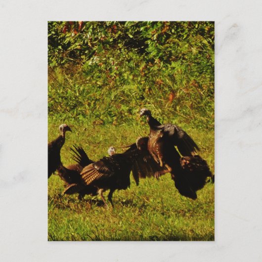 煙たい山々で野生の七面鳥と戦う ポストカード (正面)