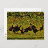 煙たい山々で野生の七面鳥と戦う ポストカード (正面/裏面)