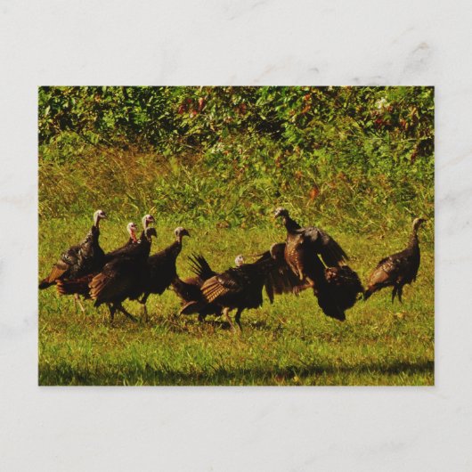 煙たい山々で野生の七面鳥と戦う ポストカード (正面)