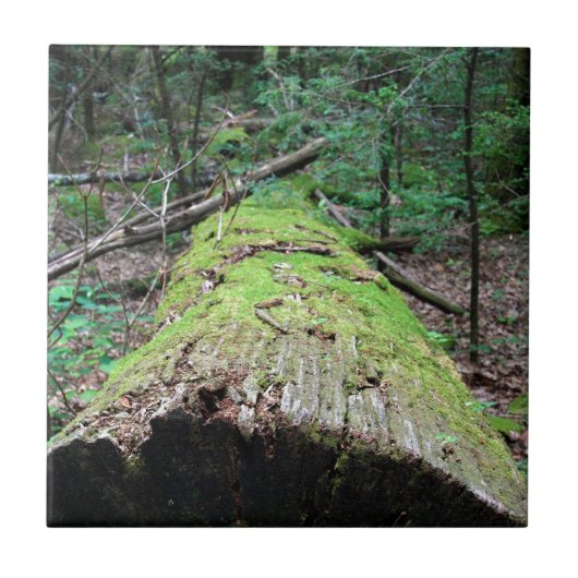 煙山 タイル (正面)