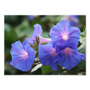 照らされた青い朝顔の野生の花 フォトプリント