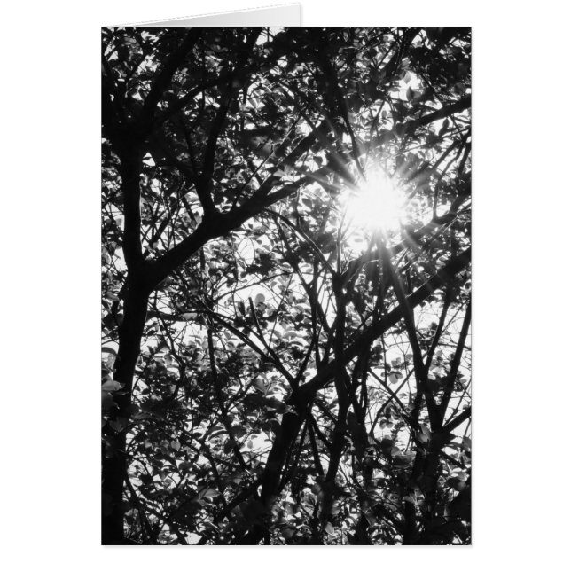 照ること (正面)