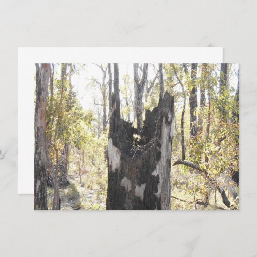 照明付き3枚 (正面/裏面)