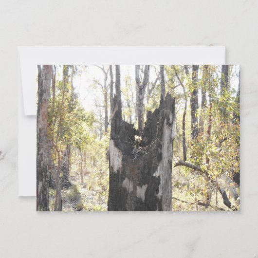 照明付き3枚 (正面)