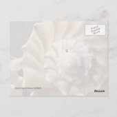 照明Whelkシェル写真はがき ポストカード (裏面)