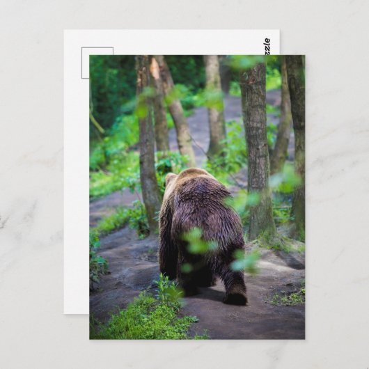 熊の歩く遠くには森の中 ポストカード (正面/裏面)