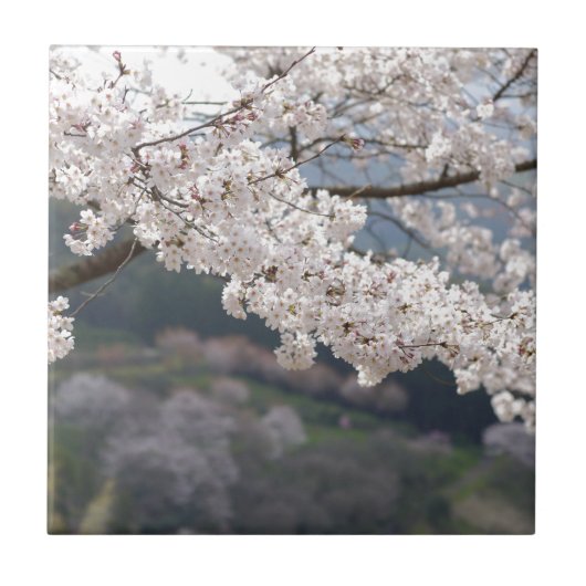熊本県の桜 タイル (正面)