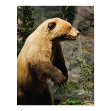 熊誇りを持った