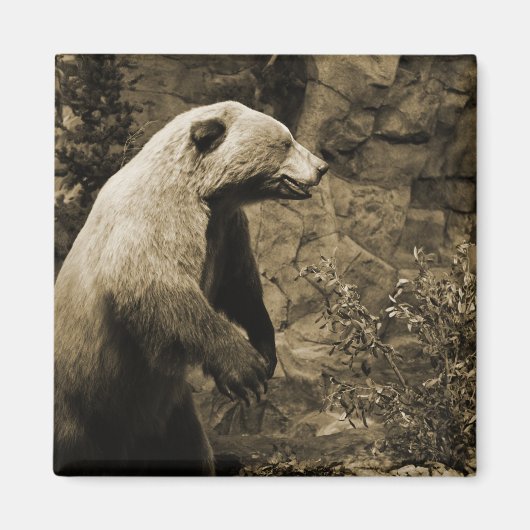 熊誇りを持った マグネット (正面)