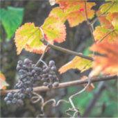 熟したイザベラ・ブドウ シール (正面)