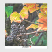 熟したイザベラ・ブドウ シール (シート)