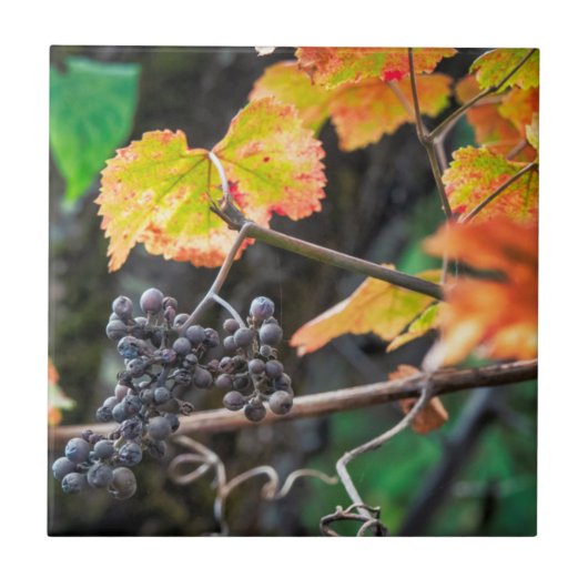 熟したイザベラ・ブドウ タイル (正面)